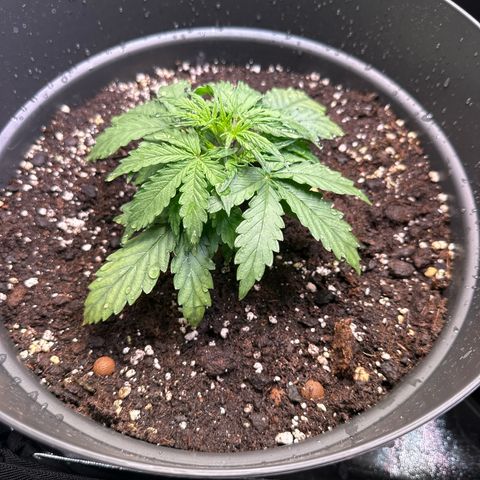 Do-Si-Dos Automatic growlog timeline photo