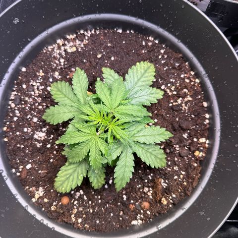 Do-Si-Dos Automatic growlog timeline photo