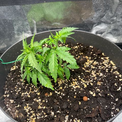 Sweet Cheese Auto growlog timeline photo