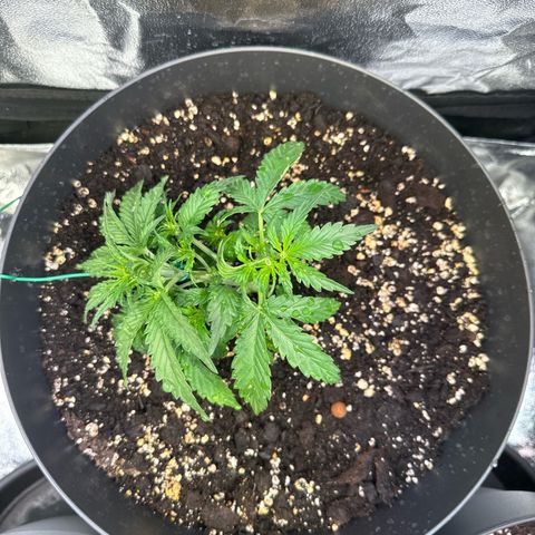 Sweet Cheese Auto growlog timeline photo