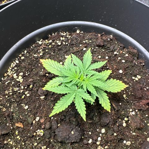Forbidden Fruit growlog timeline photo