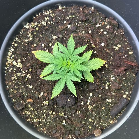 Forbidden Fruit growlog timeline photo