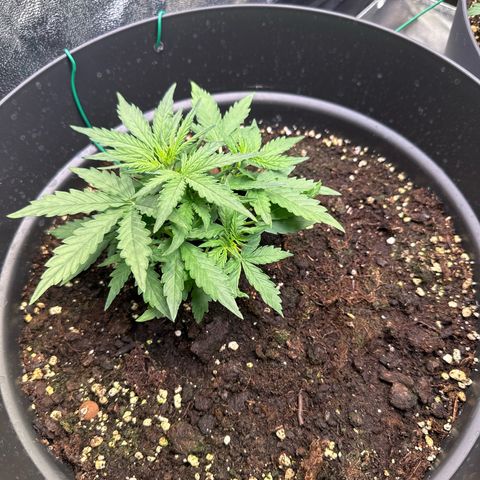 Do-Si-Dos Automatic growlog timeline photo