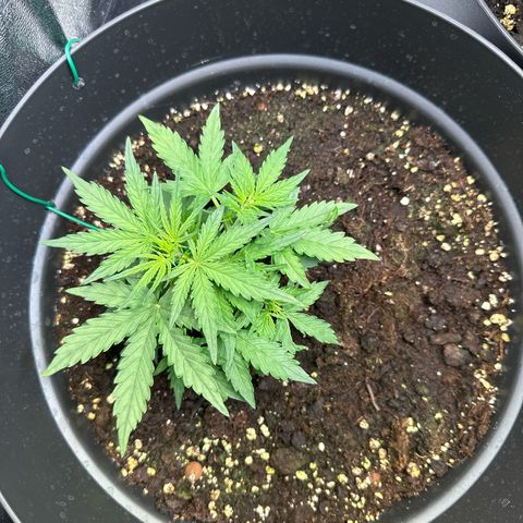 Do-Si-Dos Automatic growlog timeline photo