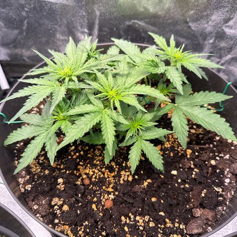 Sweet Cheese Auto growlog timeline photo