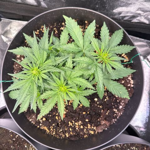 Sweet Cheese Auto growlog timeline photo