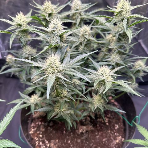 Sweet Cheese Auto growlog timeline photo