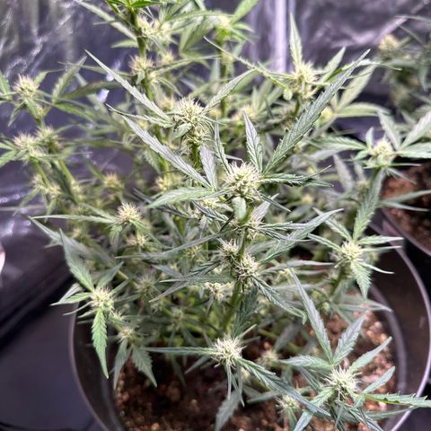 Do-Si-Dos Automatic growlog timeline photo