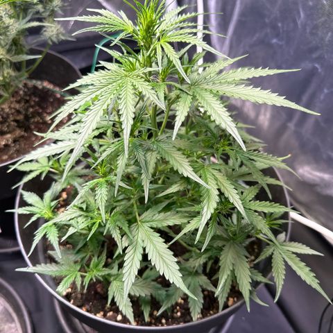 Forbidden Fruit growlog timeline photo