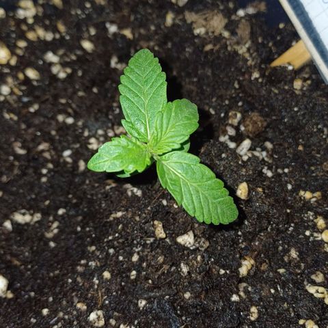Royal Runtz Automatic growlog timeline photo
