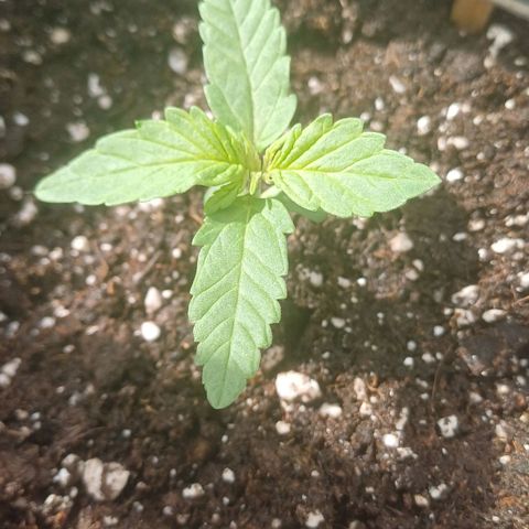 Royal Runtz Automatic growlog timeline photo