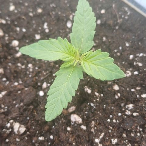 Royal Runtz Automatic growlog timeline photo