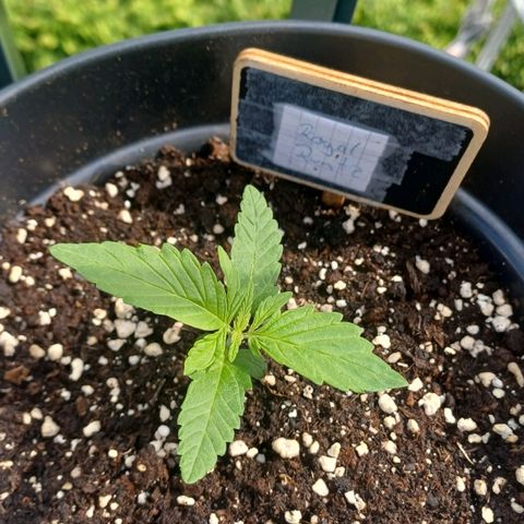Royal Runtz Automatic growlog timeline photo