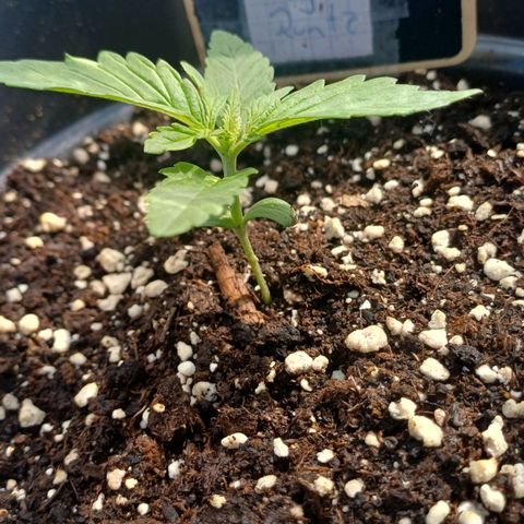 Royal Runtz Automatic growlog timeline photo