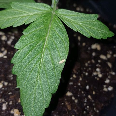 Royal Runtz Automatic growlog timeline photo