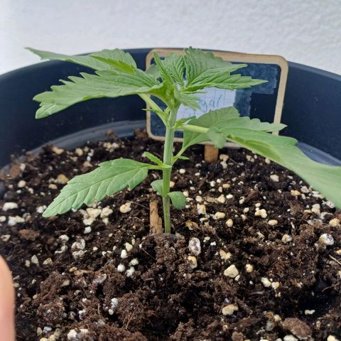 Royal Runtz Automatic growlog timeline photo