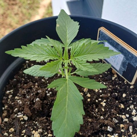 Royal Runtz Automatic growlog timeline photo