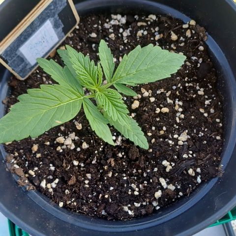 Royal Runtz Automatic growlog timeline photo