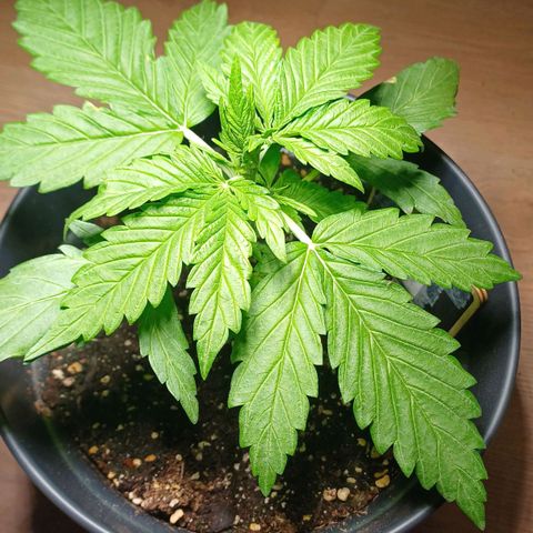 Royal Runtz Automatic growlog timeline photo