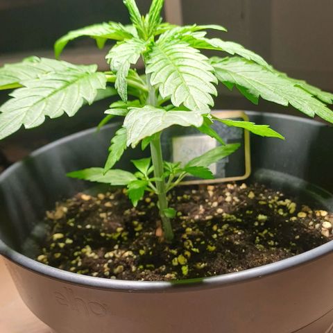 Royal Runtz Automatic growlog timeline photo