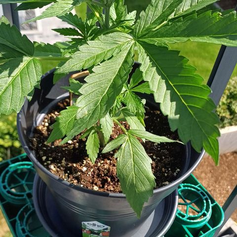 Royal Runtz Automatic growlog timeline photo
