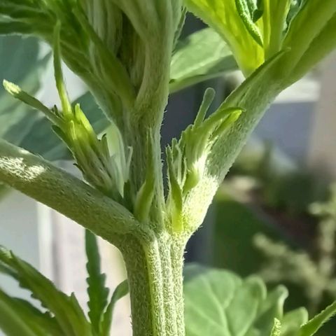 Royal Runtz Automatic growlog timeline photo