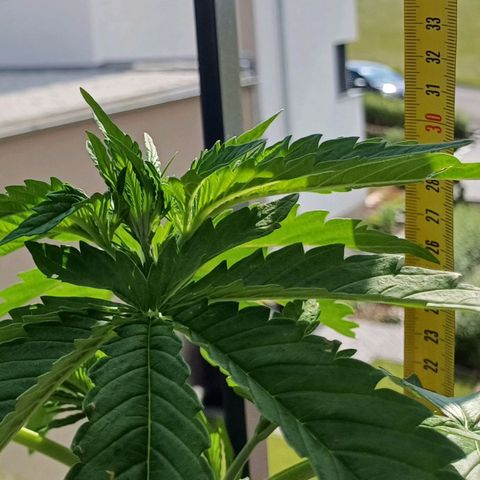 Royal Runtz Automatic growlog timeline photo