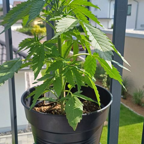 Royal Runtz Automatic growlog timeline photo