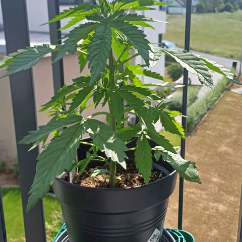 Royal Runtz Automatic growlog timeline photo