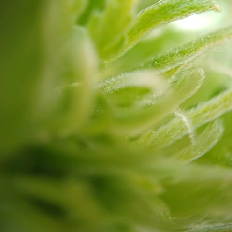 Royal Runtz Automatic growlog timeline photo