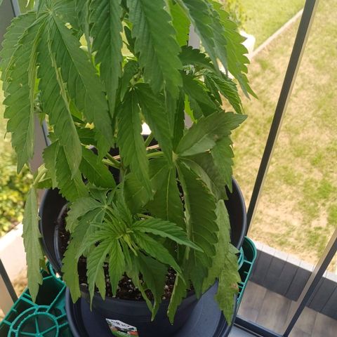 Royal Runtz Automatic growlog timeline photo
