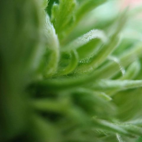 Royal Runtz Automatic growlog timeline photo