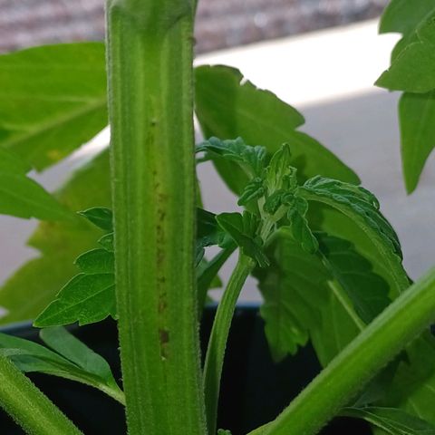 Royal Runtz Automatic growlog photo: Durch wind umgefallen und umgeknickt. Stabilisiert und vorsichtshalber erstmal rein gestellt