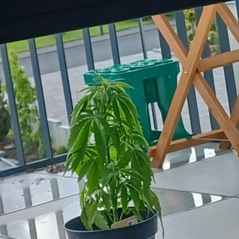Royal Runtz Automatic growlog photo: Durch wind umgefallen und umgeknickt. Stabilisiert und vorsichtshalber erstmal rein gestellt