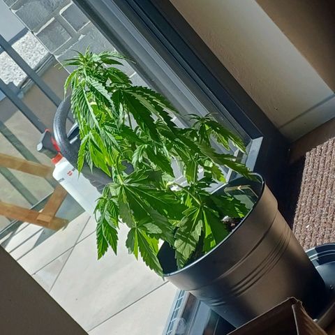 Royal Runtz Automatic growlog photo: Durch wind umgefallen und umgeknickt. Stabilisiert und vorsichtshalber erstmal rein gestellt