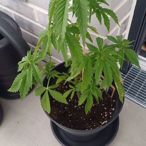Royal Runtz Automatic growlog photo: Pflanze gestutzt 