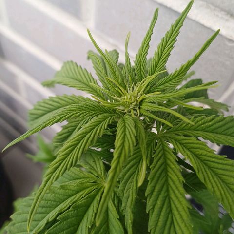 Royal Runtz Automatic growlog photo: Pflanze gestutzt 