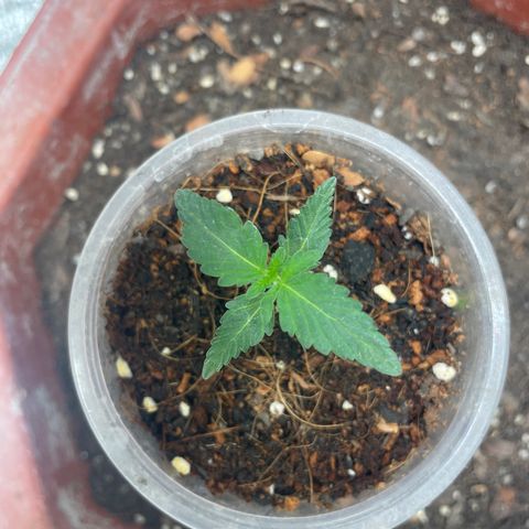 CBD Express growlog timeline photo