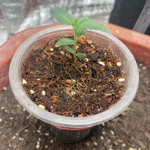CBD Express growlog timeline photo