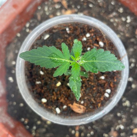 CBD Express growlog timeline photo