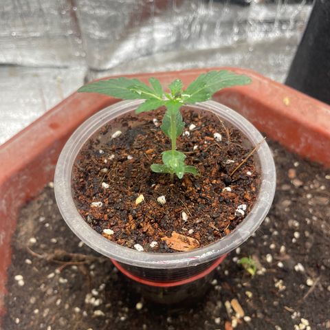CBD Express growlog timeline photo
