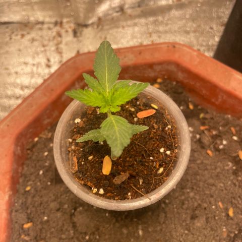 CBD Express growlog timeline photo