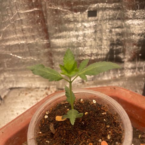 CBD Express growlog timeline photo