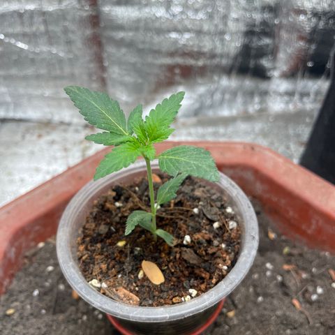 CBD Express growlog timeline photo
