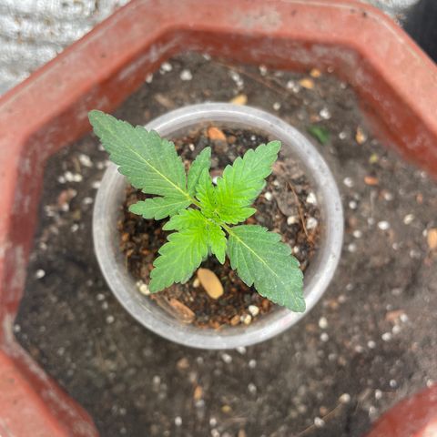CBD Express growlog timeline photo