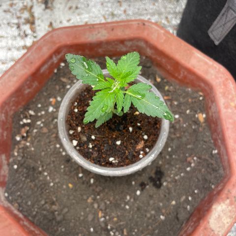 CBD Express growlog timeline photo