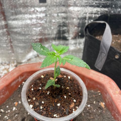 CBD Express growlog timeline photo