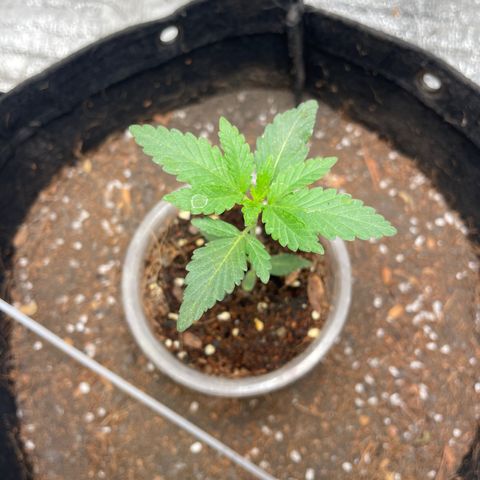 CBD Express growlog timeline photo