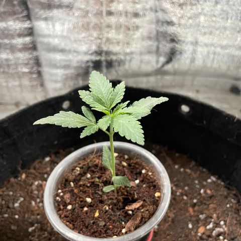 CBD Express growlog timeline photo