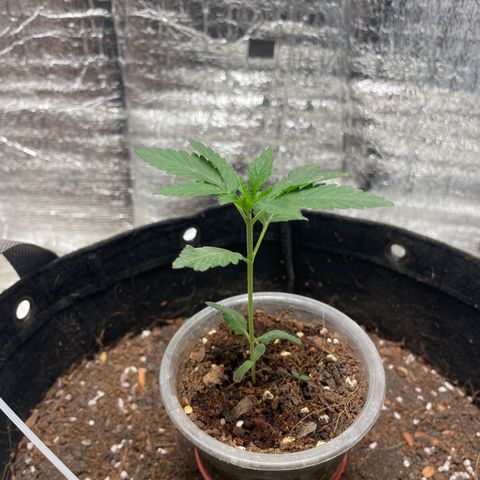 CBD Express growlog timeline photo